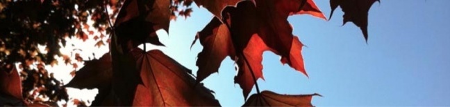 04 Red Maple Leafs Central Park Digital Photograph May 2014 R 648 155