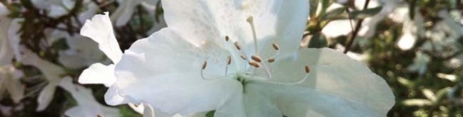 Azalea Blossoms Central Park Digital Photograph May 2014 R 648 164