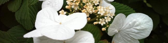 Blossoms2 R 648 167