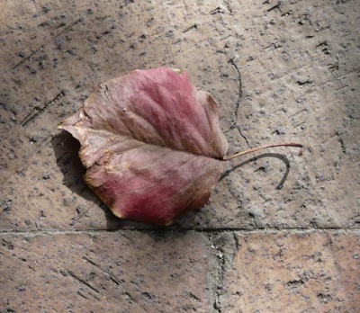 Linden Leaf2 R