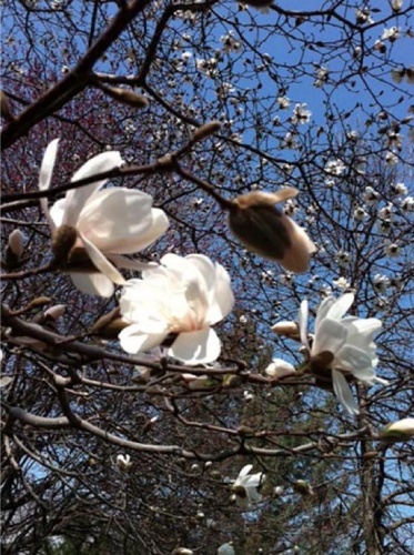 Magnolia Blossoms Flushing Meadows Park Digital Photograph 2013 R